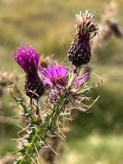 Cirsium palustre