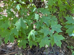 Acer floridanum