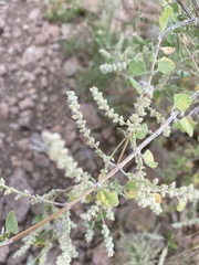 Aloysia