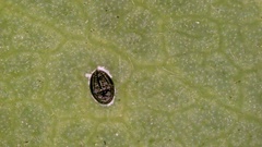 Tetraleurodes perileuca