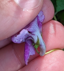 Viola riviniana