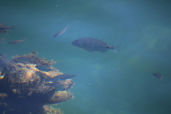 Diplodus