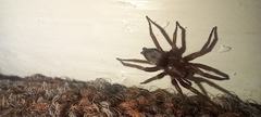 Scotophaeus blackwalli
