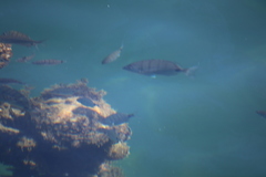 Diplodus