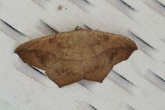 Prochoerodes lineola