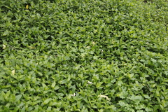 Tradescantia fluminensis