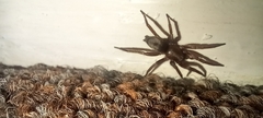 Scotophaeus blackwalli
