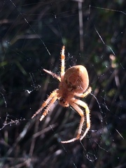 Araneus pallidus