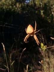 Araneus pallidus
