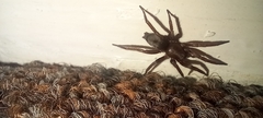 Scotophaeus blackwalli