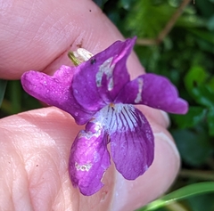 Viola riviniana
