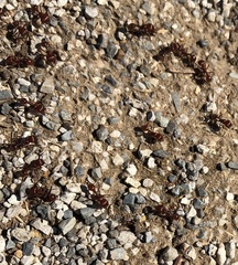 Pogonomyrmex barbatus