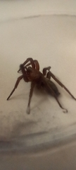 Scotophaeus blackwalli