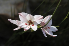 Gladiolus debilis