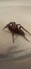 Scotophaeus blackwalli