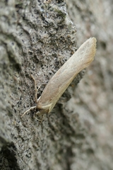 Tingena chloradelpha