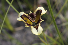 Moraea lurida