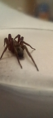 Scotophaeus blackwalli