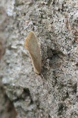 Tingena chloradelpha