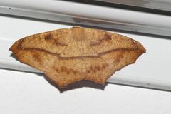 Prochoerodes lineola