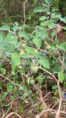 Datura innoxia