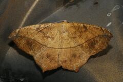 Prochoerodes lineola