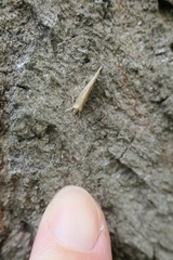 Tingena chloradelpha