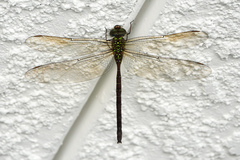 Triacanthagyna trifida