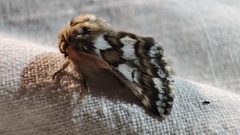 Thaumetopoea herculeana