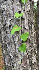 Smilax glauca