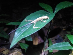 Anolis chrysolepis