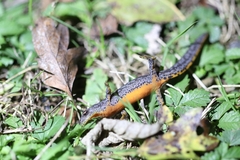 Ichthyosaura alpestris alpestris