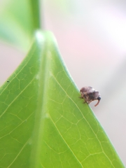 Curculionoidea