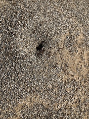 Pogonomyrmex barbatus