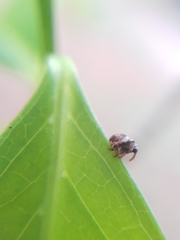 Curculionoidea