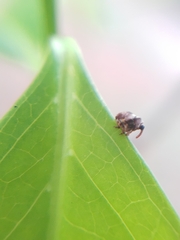 Curculionoidea