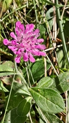 Sixalix atropurpurea