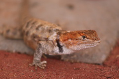 Sceloporus uniformis