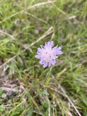 Knautia arvensis