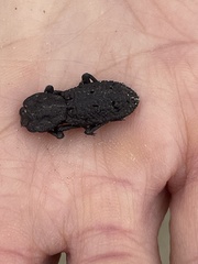 Phloeodes diabolicus