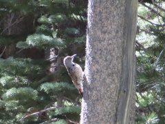 Colaptes auratus cafer