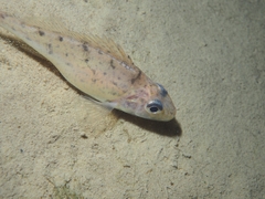 Gymnocephalus cernua