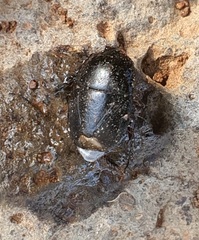 Macroscytus brunneus