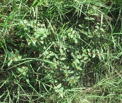 Euphorbia nutans