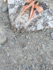 Catocala semirelicta