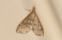 Metasia dicealis