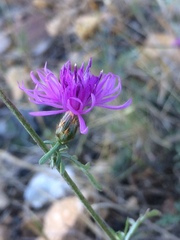 Centaurea paniculata