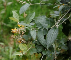 Buddleja madagascariensis