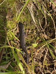 Ambystoma 'unisexual complex'