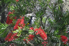 Phylidonyris niger